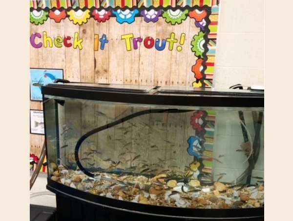 trout in the classroom